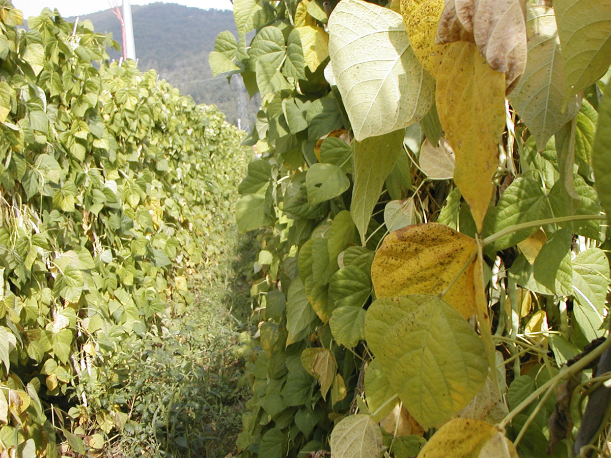 Fagiolo Bianco