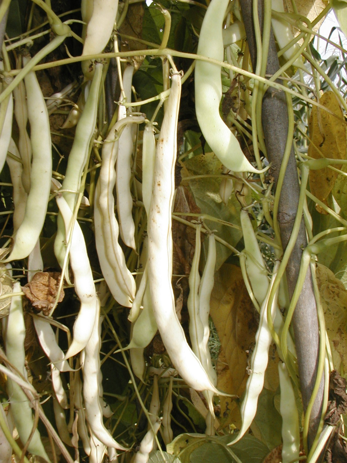 Fagiolo Bianco