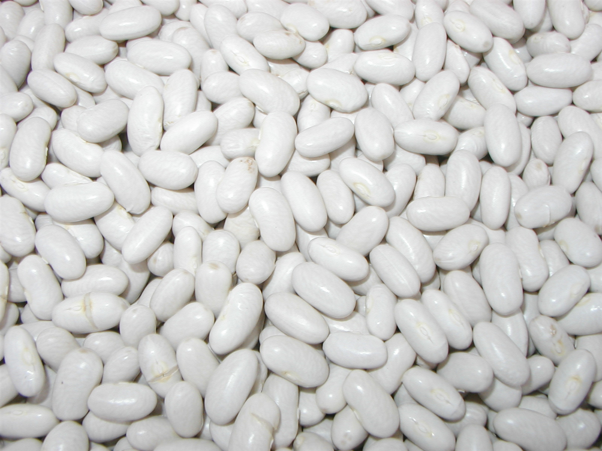 Fagiolo Bianco