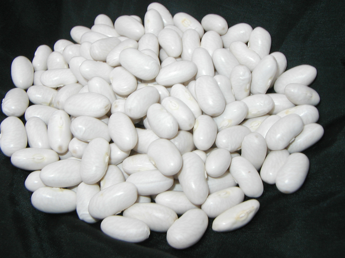 Fagiolo Bianco