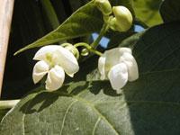 Fiore fagiolo